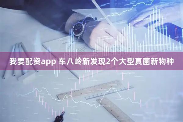 我要配资app 车八岭新发现2个大型真菌新物种