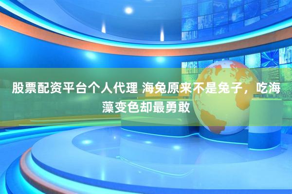 股票配资平台个人代理 海兔原来不是兔子，吃海藻变色却最勇敢